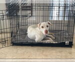Small #8 Labrador Retriever Mix