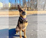 Small German Shepherd Dog