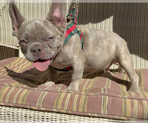French Bulldog Puppy for Sale in SOUTH GATE, California USA