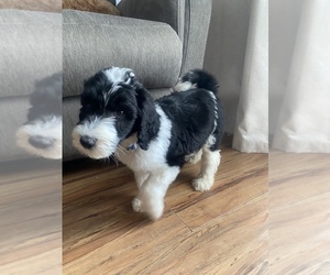 Sheepadoodle Puppy for sale in MORENO VALLEY, CA, USA