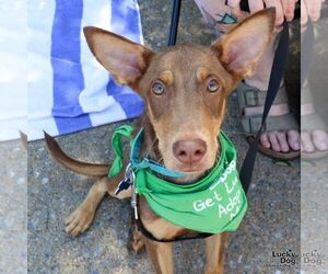 Australian Kelpie-Miniature Pinscher Mix Dogs for adoption in Washington, DC, USA