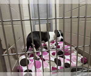 American Pit Bull Terrier Dogs for adoption in Decatur, IL, USA