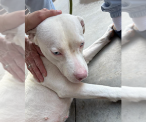 Yuki - Female American Bulldog-Unknown Mix Dog for Adoption - Photo #6