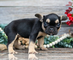 Small #2 French Bulldog