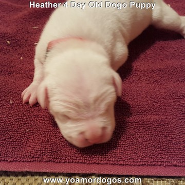 Medium Photo #11 Dogo Argentino Puppy For Sale in JANE, MO, USA