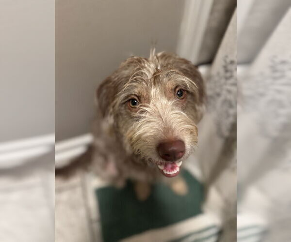 Medium Photo #9 Mutt Puppy For Sale in Holly Springs, NC, USA