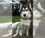 Small American Eskimo Dog-Huskies  Mix