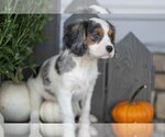 Puppy Luke Cavalier King Charles Spaniel