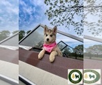 Small #1 Pomsky