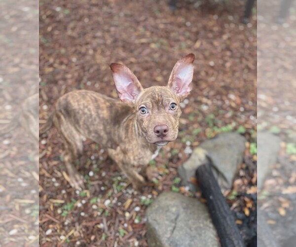 Medium Photo #5 American Staffordshire Terrier-Unknown Mix Puppy For Sale in Holly Springs, NC, USA