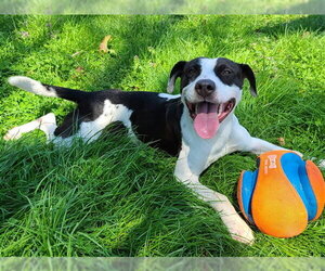 CANON - Male American Pit Bull Terrier-Unknown Mix Dog for Adoption - Photo #4