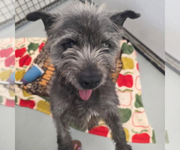 Medium Photo #1 Skye Terrier-Unknown Mix Puppy For Sale in Chico, CA, USA