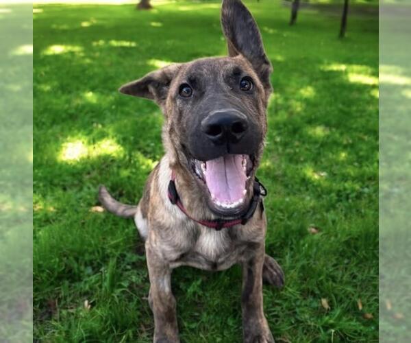 Medium Photo #5 Labrador Retriever-Unknown Mix Puppy For Sale in San Diego, CA, USA