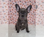 Small Photo #8 French Bulldog Puppy For Sale in BLAKESBURG, IA, USA