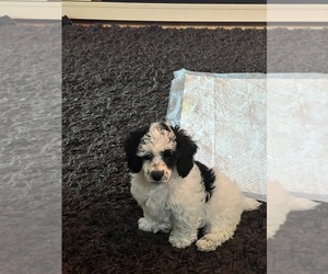 Poodle (Toy) Puppy for sale in COON RAPIDS, MN, USA