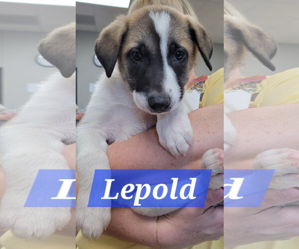 Medium Photo #1 Labrador Retriever-Unknown Mix Puppy For Sale in The Woodlands, TX, USA
