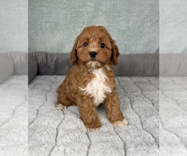 Medium Photo #3 Cavapoo Puppy For Sale in FRANKLIN, IN, USA