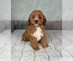 Small #2 Cavapoo