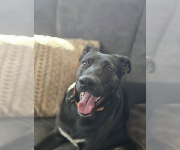 Medium Photo #13 Labrador Retriever-Unknown Mix Puppy For Sale in Mount Laurel, NJ, USA