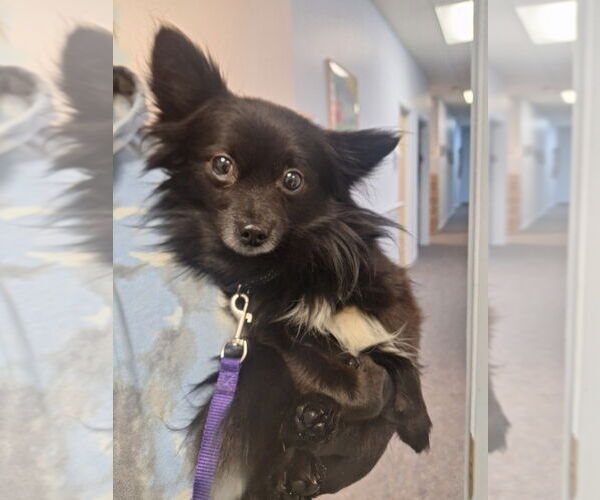 Medium Photo #4 Chihuahua Puppy For Sale in Gloversville, NY, USA