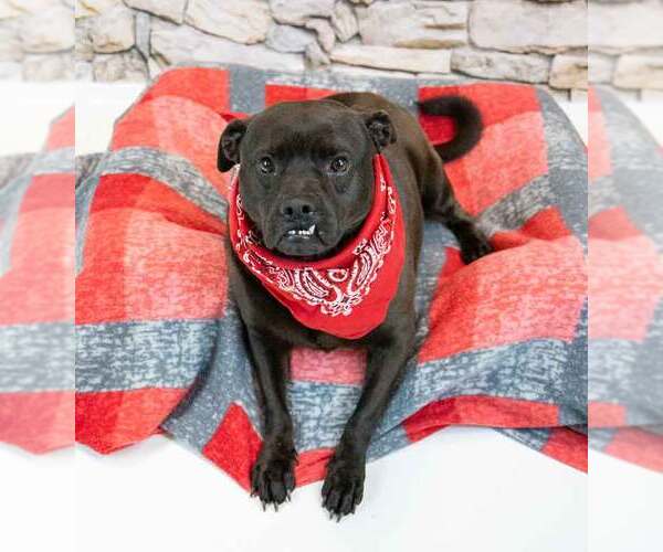 Medium Photo #6 Miniature Bulldog Puppy For Sale in Kennesaw, GA, USA