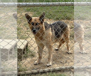 German Shepherd Dog Dogs for adoption in Jackson, MS, USA