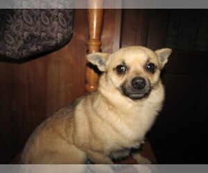 Chiranian Puppy for sale in HUDSON, MI, USA