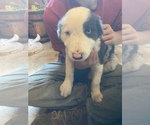 Small Photo #4 Border Collie Puppy For Sale in BLAIR, WI, USA