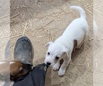 Small #2 Jack Russell Terrier