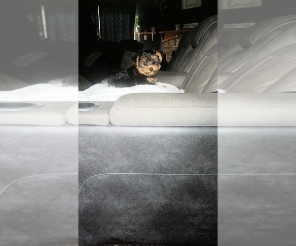 Medium Photo #8 Yorkshire Terrier Puppy For Sale in BENSON, NC, USA