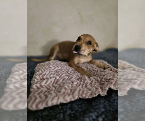 Medium Photo #3 Doberman Pinscher-Labrador Retriever Mix Puppy For Sale in Aurora, IN, USA