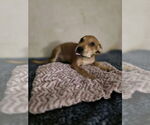 Small #2 Doberman Pinscher-Labrador Retriever Mix
