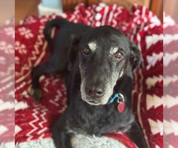 Medium Photo #2 Labrador Retriever-Unknown Mix Puppy For Sale in San Diego, CA, USA