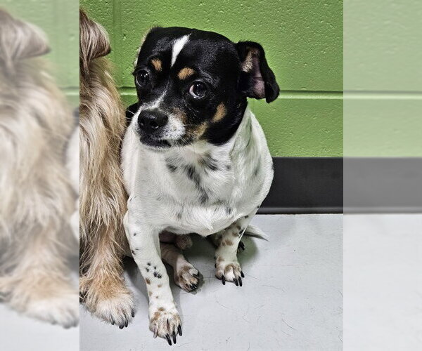 Medium Photo #1 ShiChi Puppy For Sale in Temple, TX, USA
