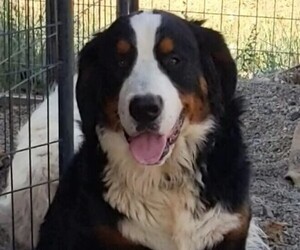 Great Bernese Puppy for Sale in MONTROSE, Colorado USA