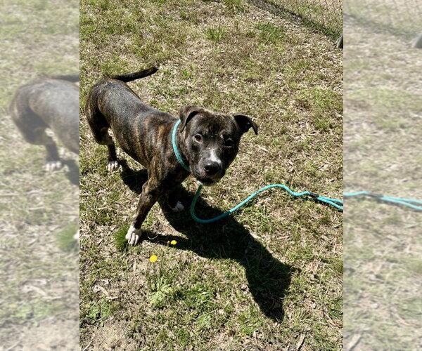 Medium Photo #2 Mutt Puppy For Sale in Glen Allen, VA, USA
