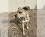Small #4 American Pit Bull Terrier Mix