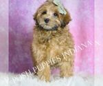 Small #3 Maltipoo (Miniature)