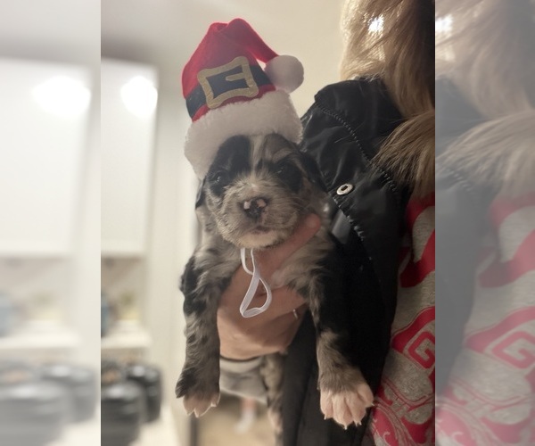 Medium Photo #16 Aussiedoodle-Bernedoodle Mix Puppy For Sale in BELTON, SC, USA
