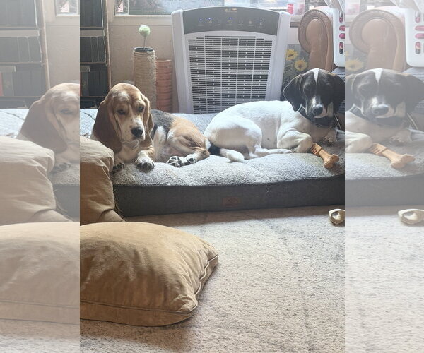 Medium Photo #9 Basset Hound-Unknown Mix Puppy For Sale in Petaluma, CA, USA