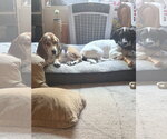 Small #8 Basset Hound Mix