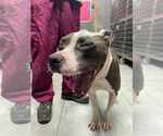 Small #3 American Staffordshire Terrier Mix