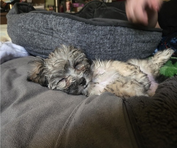 Medium Photo #3 Chonzer-Pomeranian Mix Puppy For Sale in HOOKSETT, NH, USA