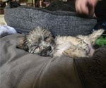 Small #2 Chonzer-Pomeranian Mix