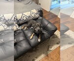 Small #2 American Pit Bull Terrier Mix