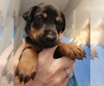 Puppy Raven Doberman Pinscher