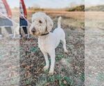 Small Photo #1 Poodle (Standard) Puppy For Sale in WAGENER, SC, USA
