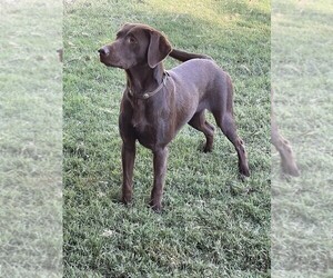 Labrador Retriever Puppy for sale in BROWNS VALLEY, CA, USA