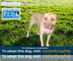 Small #1 American Bulldog-Labrador Retriever Mix