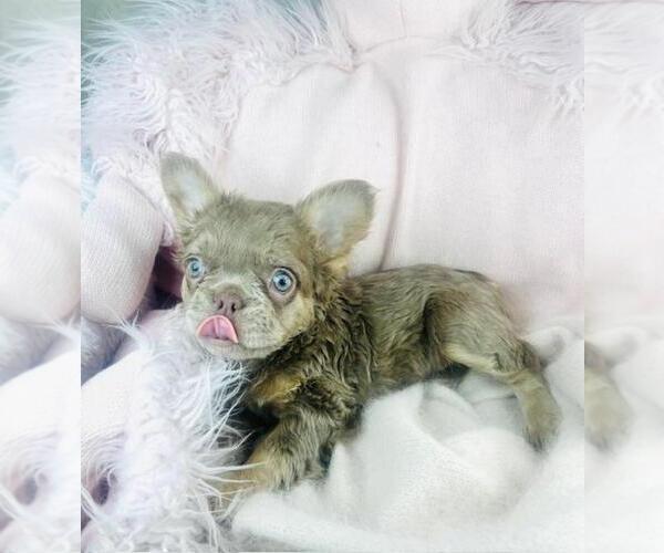 Medium Photo #5 French Bulldog Puppy For Sale in PEMBROKE PINES, FL, USA